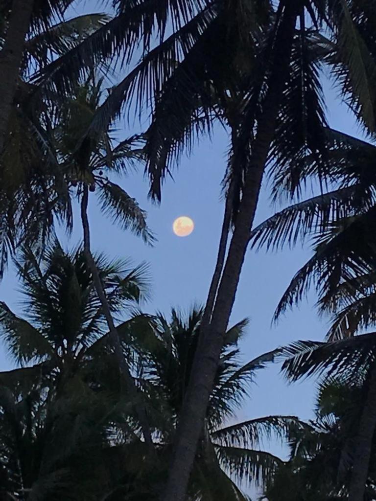 Algaroba * Japaratinga